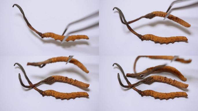 白底冬虫夏草组