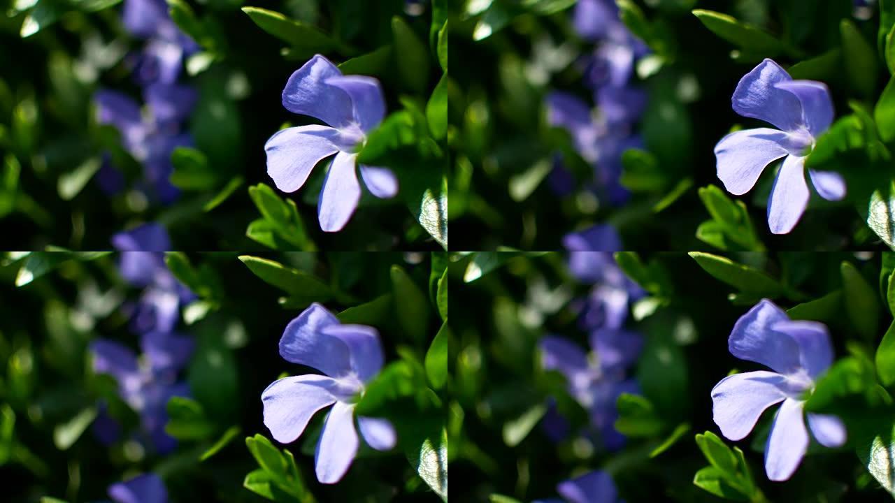普通长春花。绿色草地上的紫罗兰花-近距离选择性聚焦紫色花朵概念春季