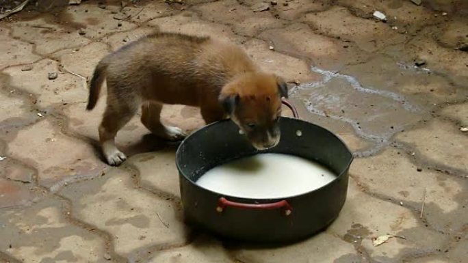 泰国小狗喝牛奶