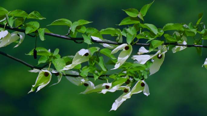 国家保护植物珙桐树生长开花唯美鸽子花飞舞