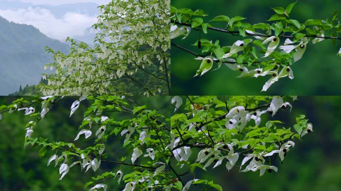 国家保护植物珙桐树生长开花唯美鸽子花飞舞