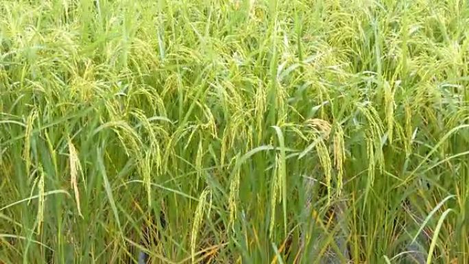 环境声稻田绿色新鲜大米上的4k雨滴