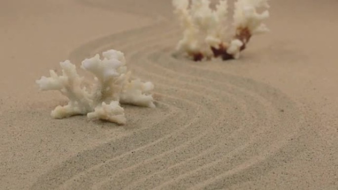 接近站在沙子之字形上的白色珊瑚。多莉开枪