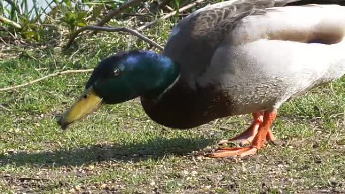 相机追逐鸭子在湖附近寻找食物