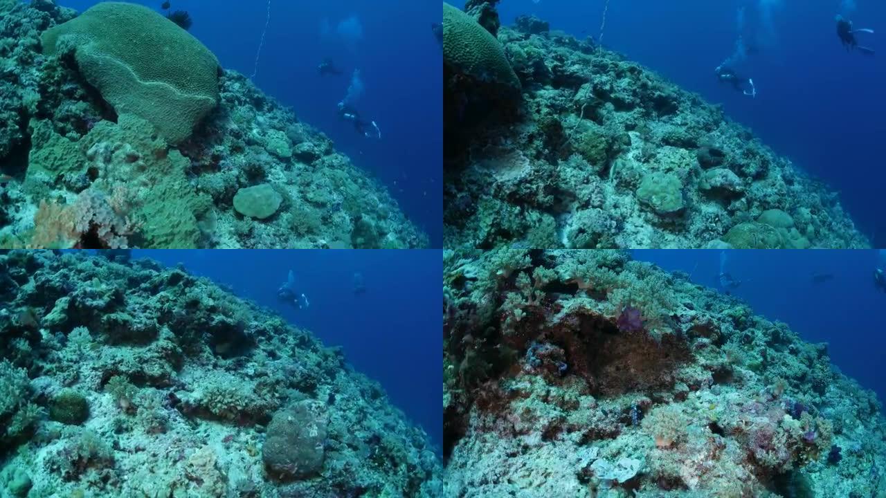 热带珊瑚鱼，海底礁