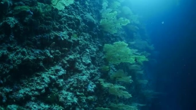 海底墙上的海扇Gorgonian珊瑚森林