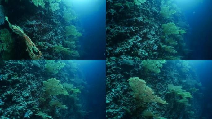 海底墙上的海扇Gorgonian珊瑚森林