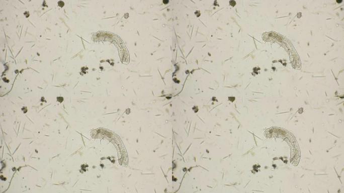 显微镜下最简单的微生物蠕虫