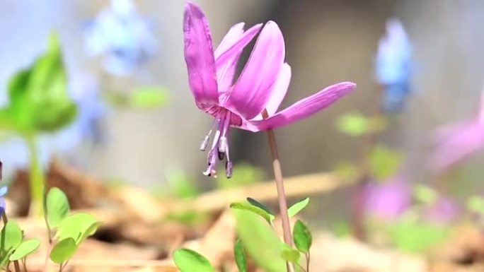 日本狗牙紫罗兰花。