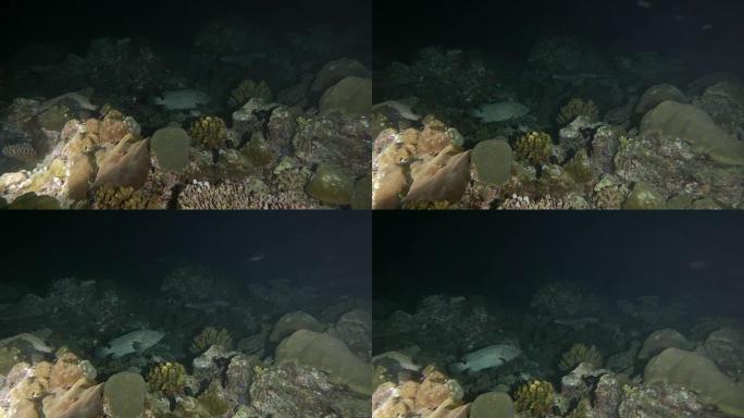 暗夜珊瑚海中的大理石石斑鱼