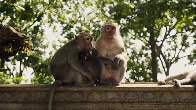 猴子一家坐在石栏杆上