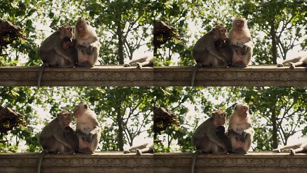 猴子一家坐在石栏杆上
