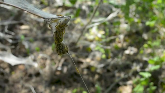 树上的蜘蛛网纸巾袋内的Catepillar蝴蝶幼虫蠕虫特写