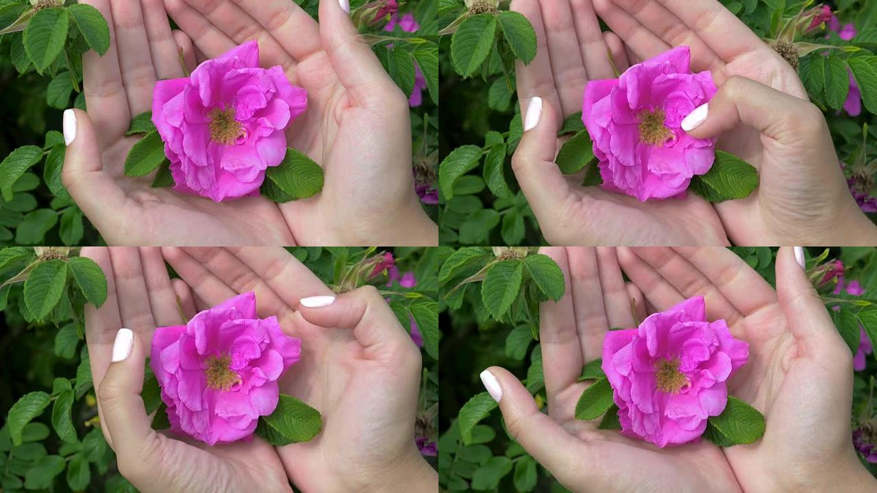 女人的特写镜头手握在手掌中，轻轻地触摸手指粉红玫瑰