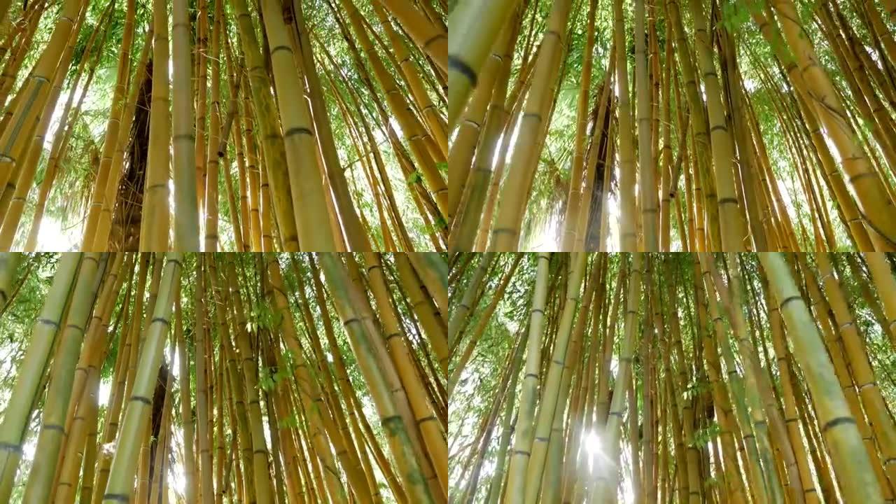 绿色竹丛