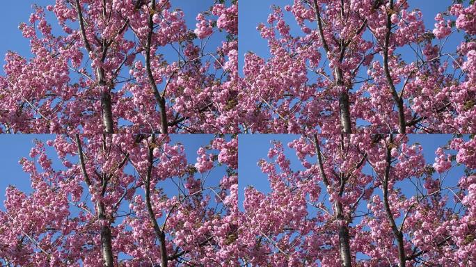 开花樱花粉红树