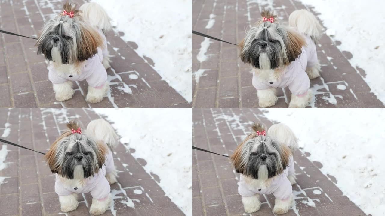 狗在走路。西施穿着粉红色的服装，站在冬季公园里。