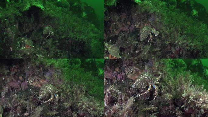 在阿拉斯加海洋的透明透明的绿色海底掩盖了螃蟹。