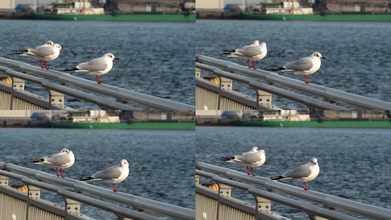 日本名古屋日落时海湾周围的海鸥