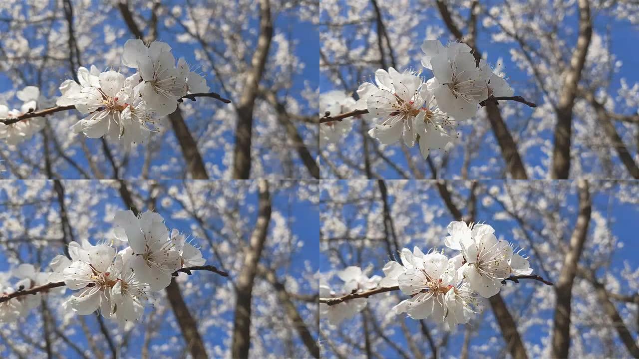 蓝天背景上盛开的杏树树枝的动态场景