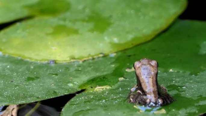 frog resting on lotus leaf