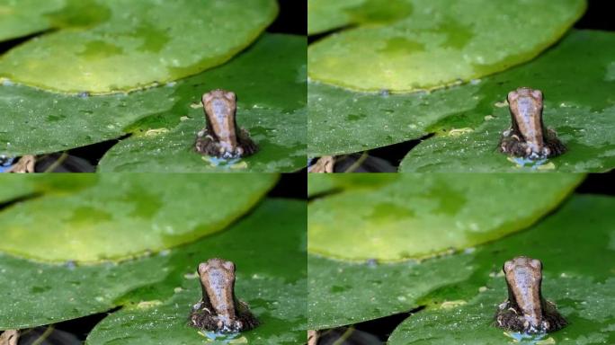 frog resting on lotus leaf