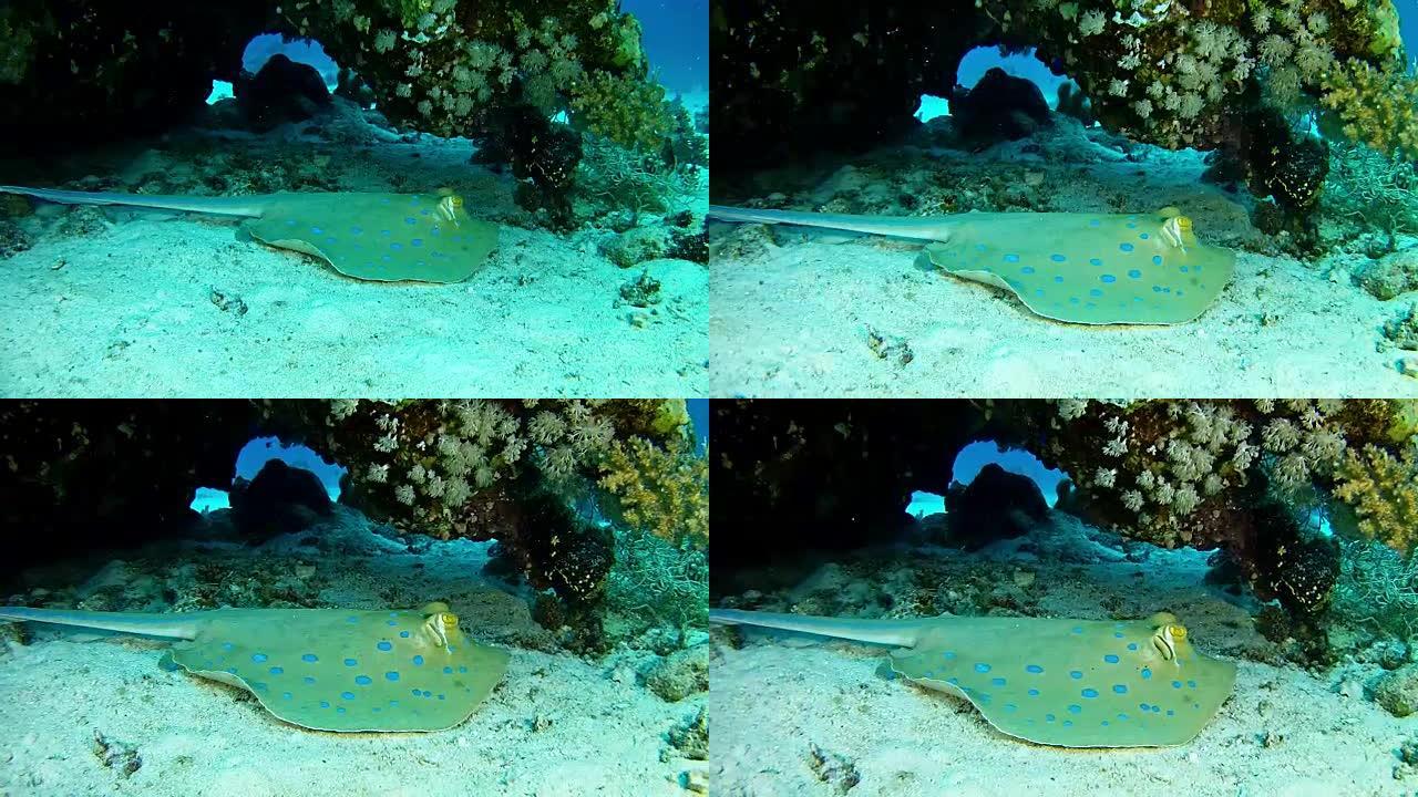 海洋生物水肺潜水在红海蓝鳍黄貂鱼