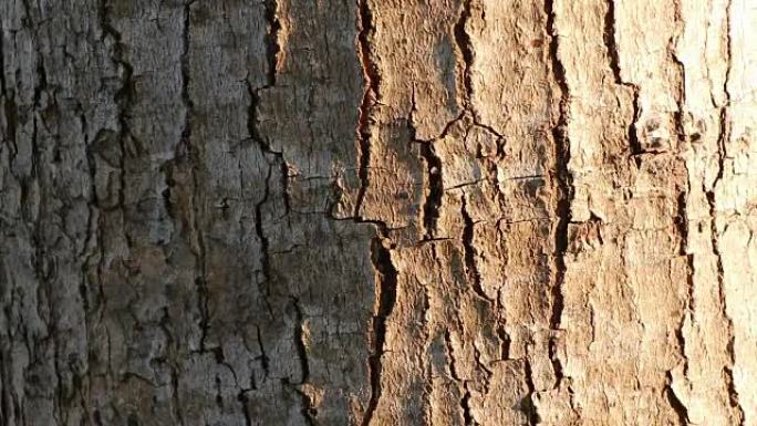 红蚂蚁在树皮上连续行走。