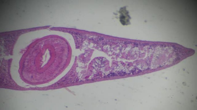光学显微镜下的涡虫横截面