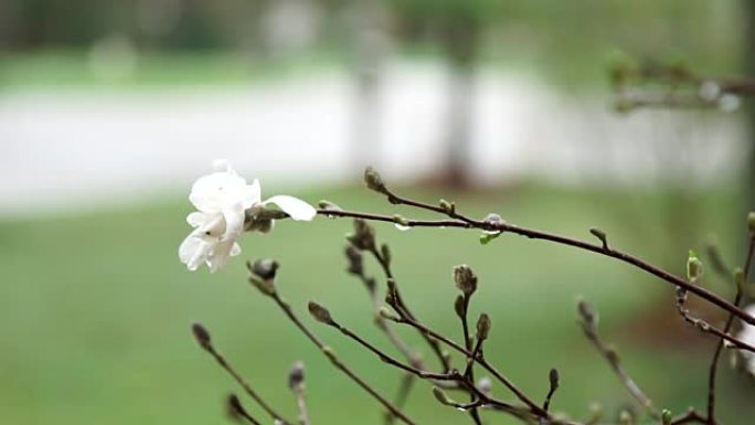 玉兰花在春天的雨中盛开。4k视频。