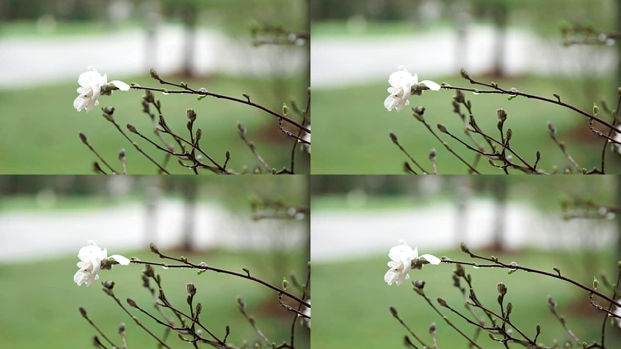 玉兰花在春天的雨中盛开。4k视频。