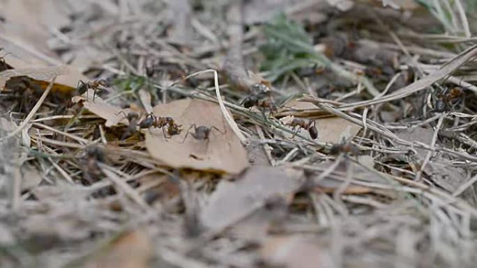 野生生物白俄罗斯，欧洲: 蚂蚁的殖民地