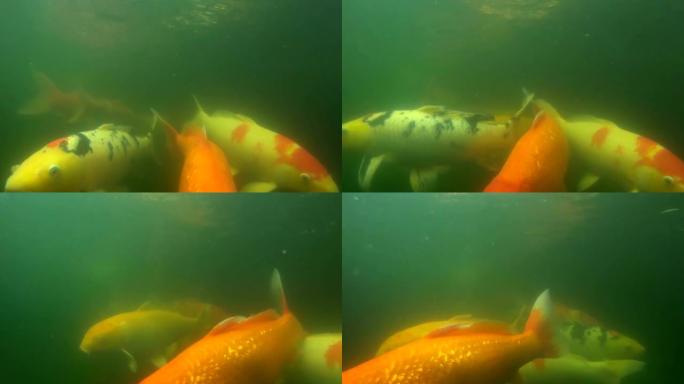 五颜六色的锦鲤鱼或花式鲤鱼在水中游泳