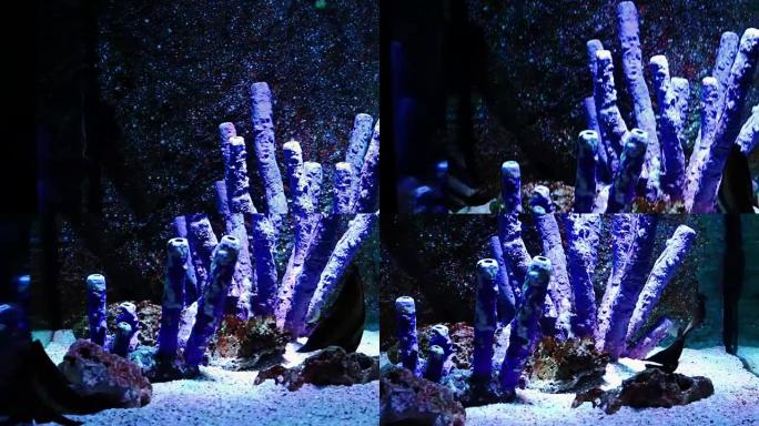 珊瑚和外来海鱼