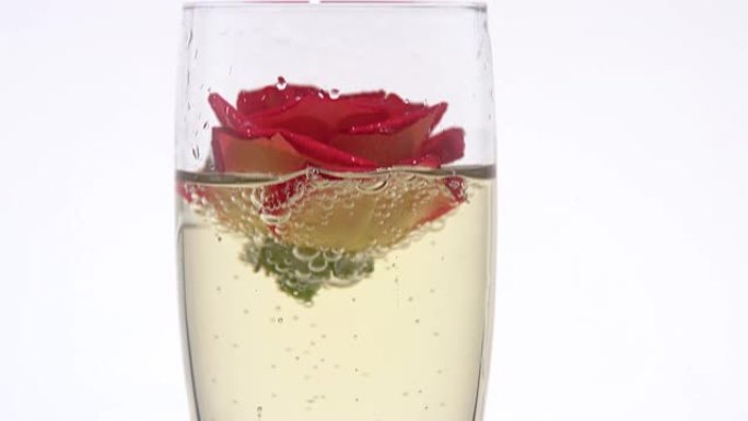 玫瑰花在香槟酒杯里。白色背景。特写
