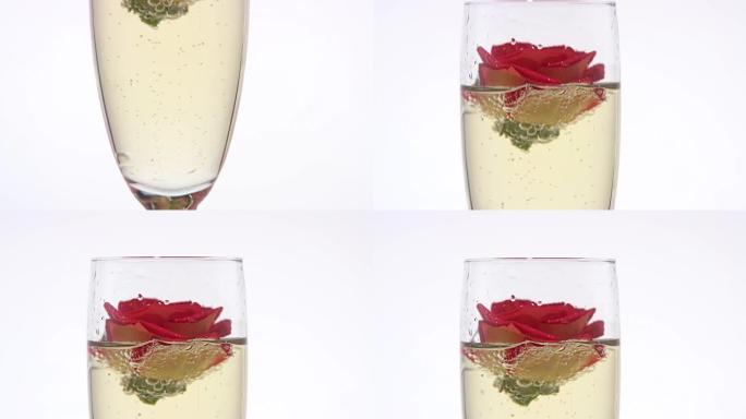 玫瑰花在香槟酒杯里。白色背景。特写