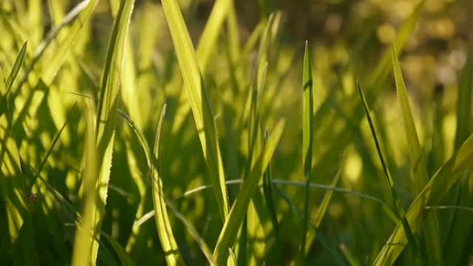 绿草宏观美丽的背景夏天。高清视频素材1920x1080静态摄像机