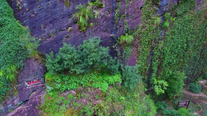 航拍武夷山大红袍母树茶园茶山茶园小路