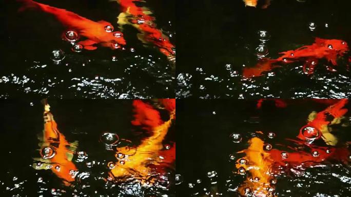 镜头视频剪辑特写美丽多彩的日本锦鲤鱼在清澈的淡水中缓慢游泳。