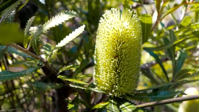 banksia integrifolia flower