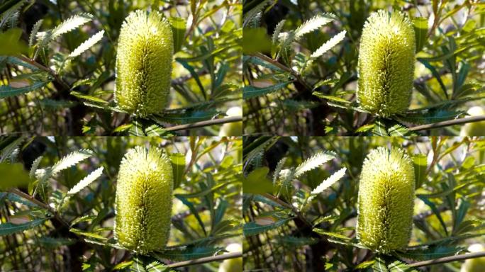 banksia integrifolia flower
