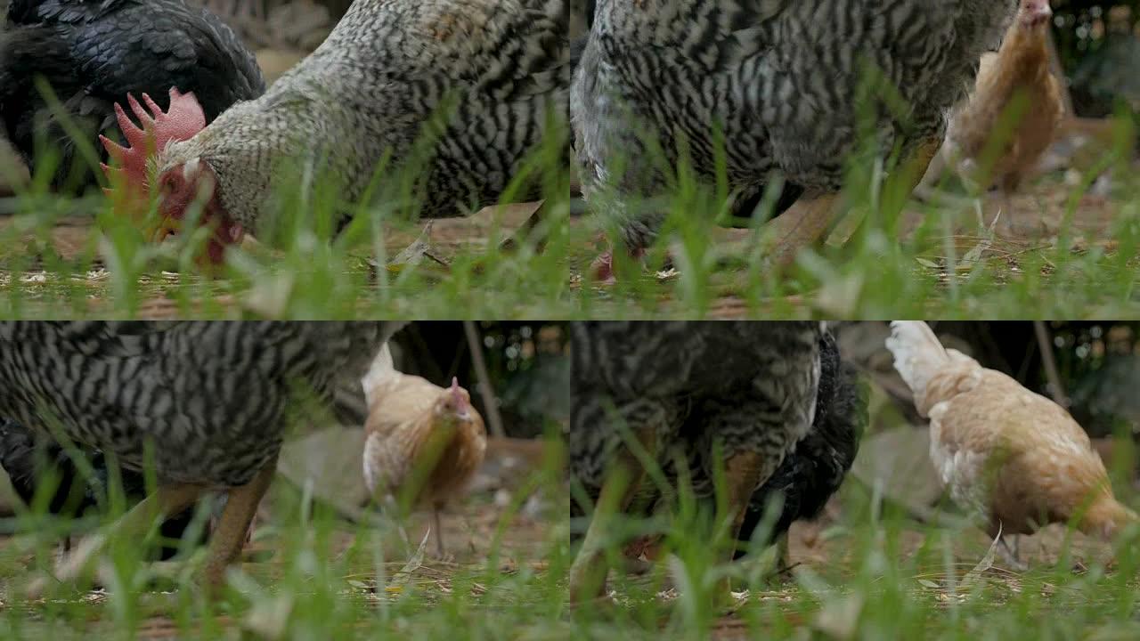 关闭两只鸡和一只公鸡从草地上吃饲料