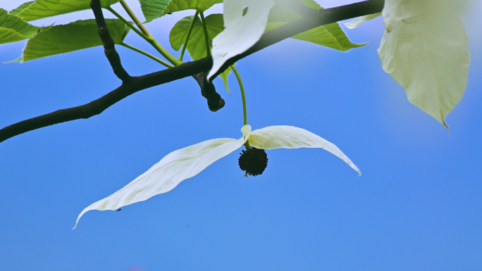 国家保护植物珙桐树生长开花唯美鸽子花飞舞