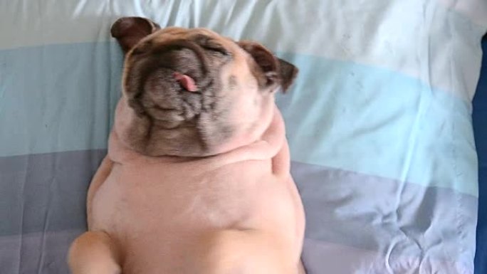 哈巴狗午睡，躺在床上的枕头上，裹着毯子，舌头伸出来，看起来很有趣