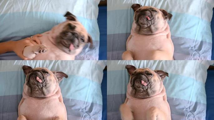 哈巴狗午睡，躺在床上的枕头上，裹着毯子，舌头伸出来，看起来很有趣