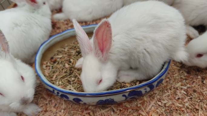 实拍动物可爱兔子 (3)