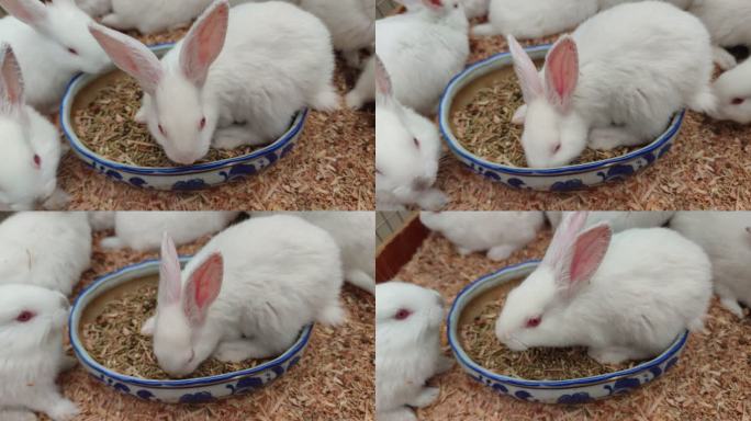 实拍动物可爱兔子 (3)