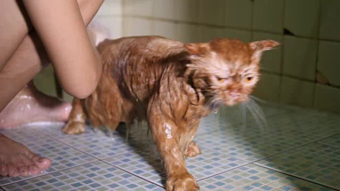 洗澡猫