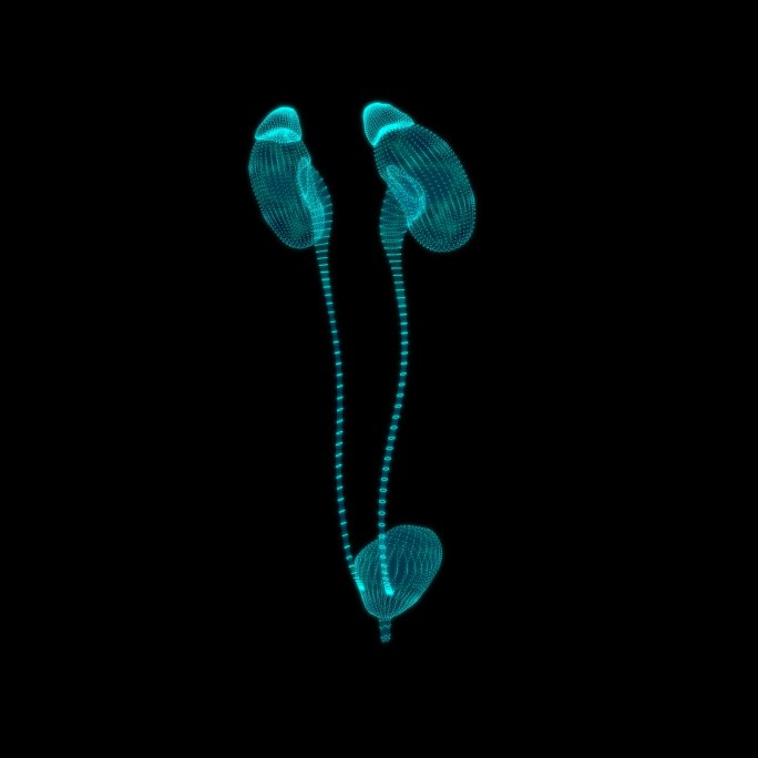 泌尿系统旋转3D粒子动画肾膀胱透明底