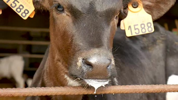 在农场喝牛奶后的小牛特写肖像。农民谷仓里的年轻黑白荷斯坦奶牛。